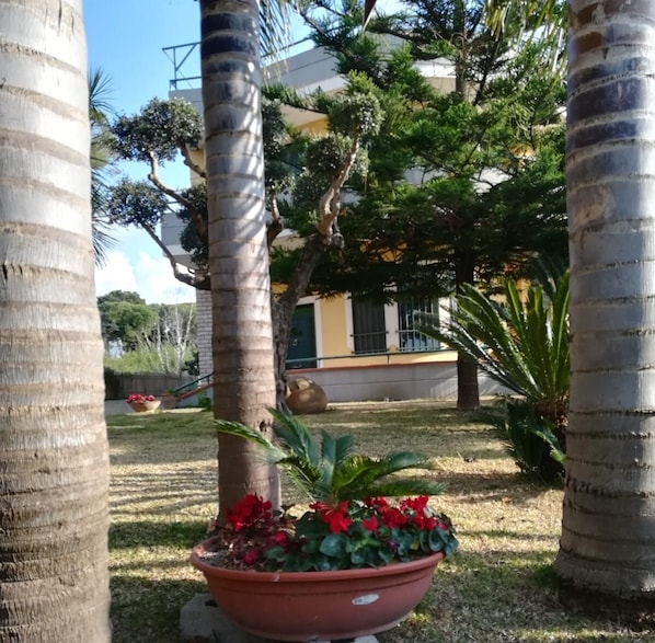 A garden area with palm trees, a potted plant with red flowers, and a building in the background.