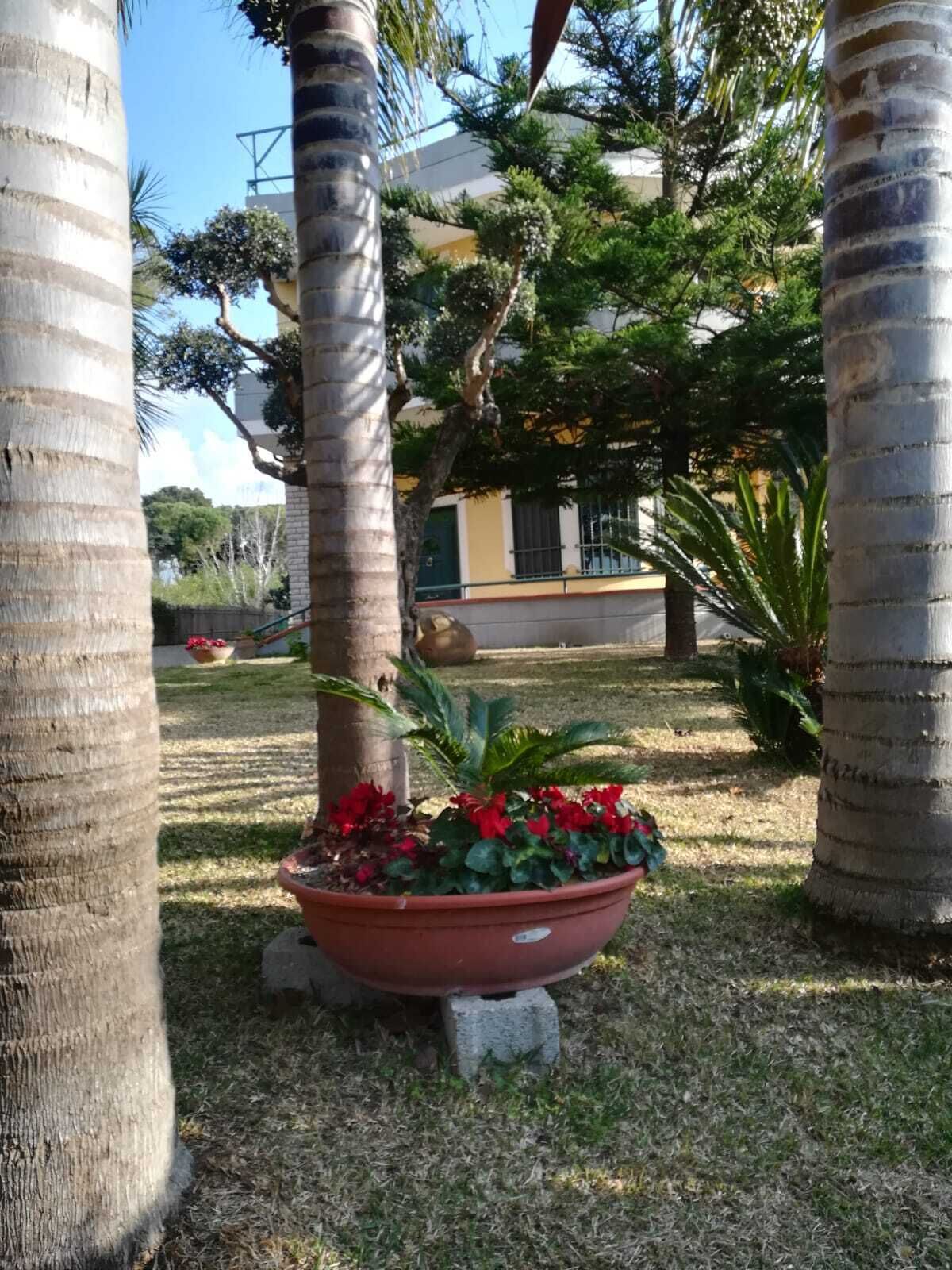Un espace jardin agrémenté de palmiers, un bac à fleurs en béton orné de fleurs rouges et un bâtiment en arrière-plan.