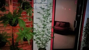 Una habitación con pared de madera, una planta de bambú y una cama con colcha de diseño rojo y negro.