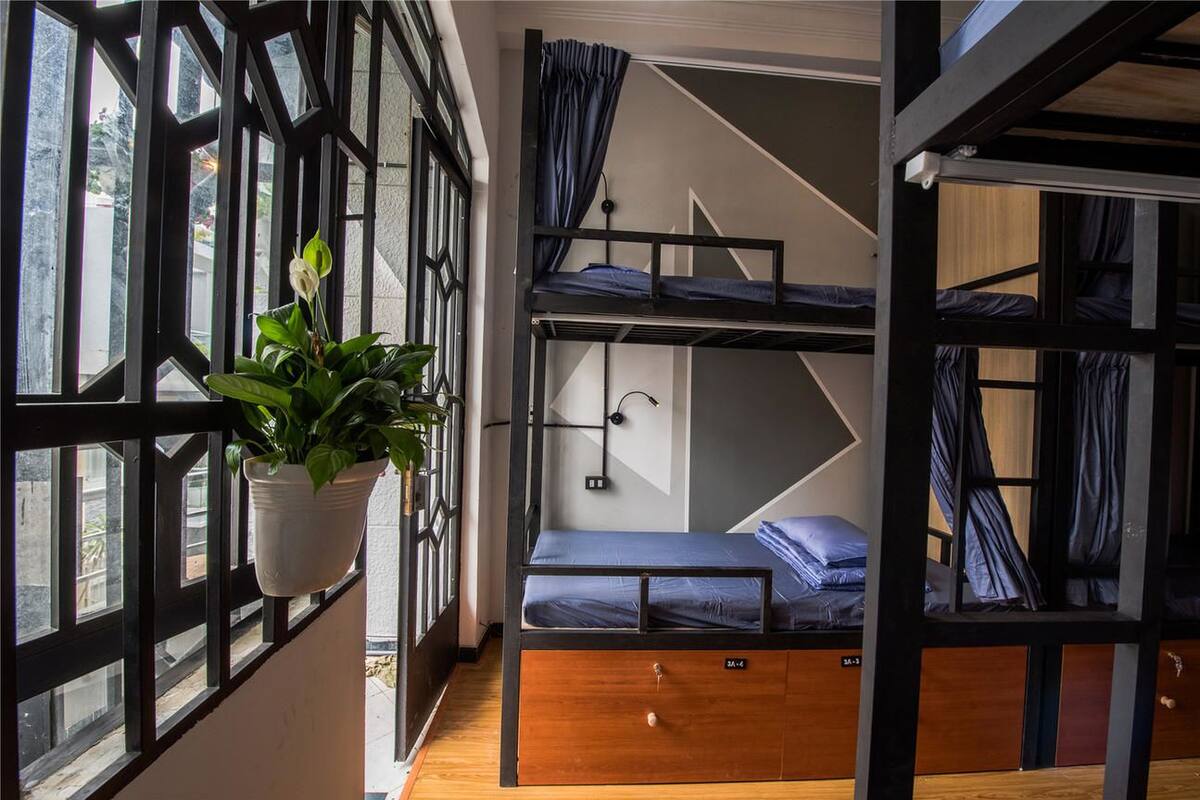 A dormitory room with bunk beds, a potted plant, and large windows.