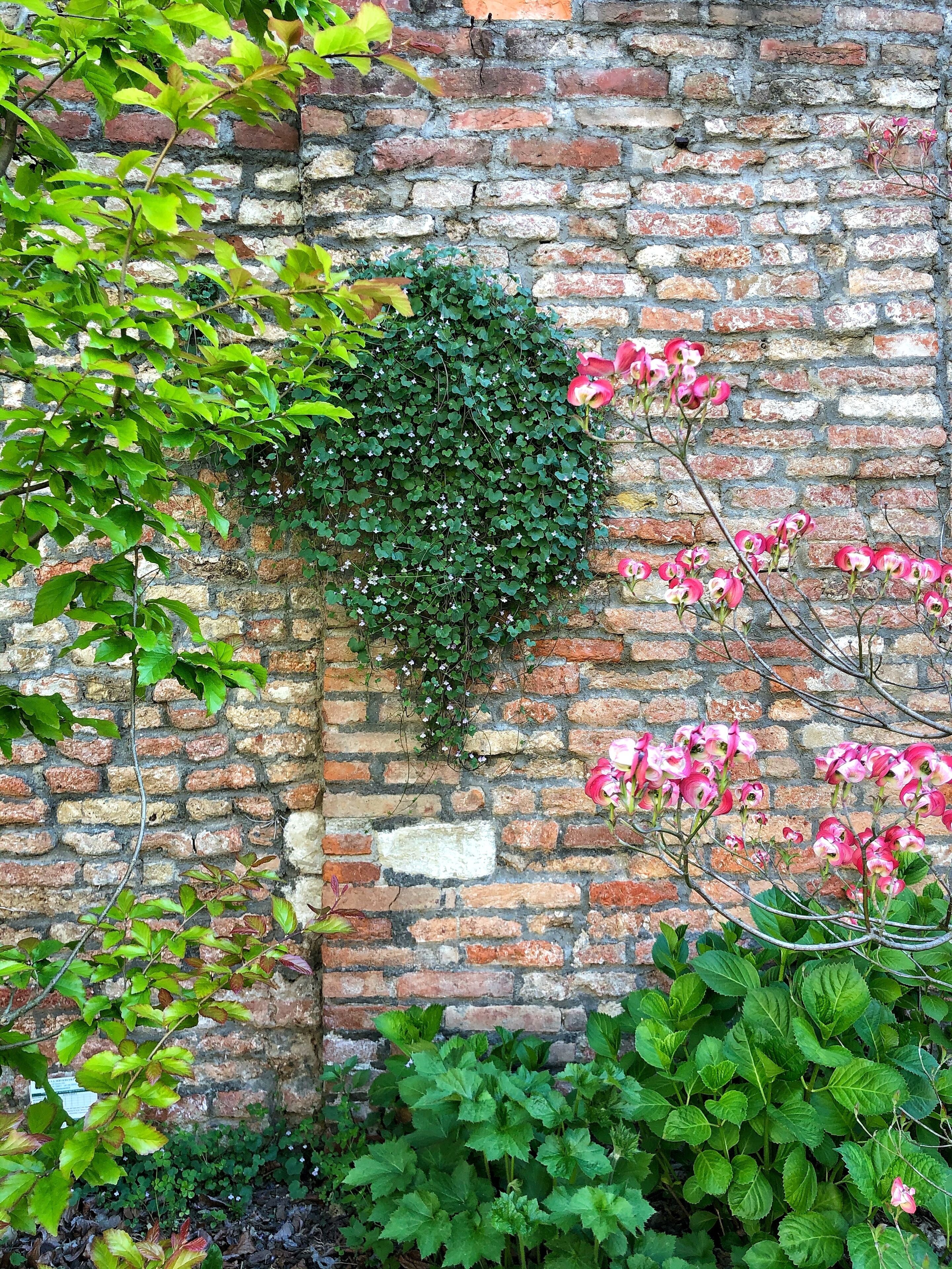 Un muro de ladrillo cubierto de hiedra verde y flores rosadas.