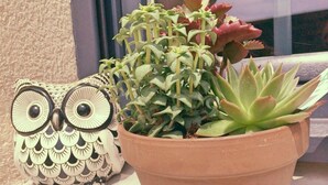 A terracotta pot with a succulent plant and an owl-shaped decorative item on a windowsill. - La Ferme d'Antan (Mons-Boubert)