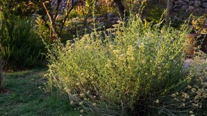 Garden - Bonic - Apartment Bonic 2 (Mali Losinj)