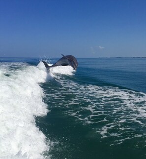 Beach/ocean view - Captiva Providence (Captiva)