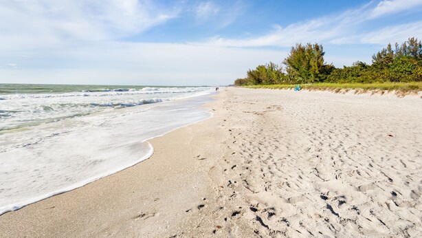 Beach - Bird of Paradise (Captiva)
