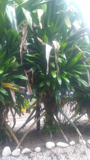 Property grounds - Cabinas Balcon de Mar Tortuguero (Colorado)