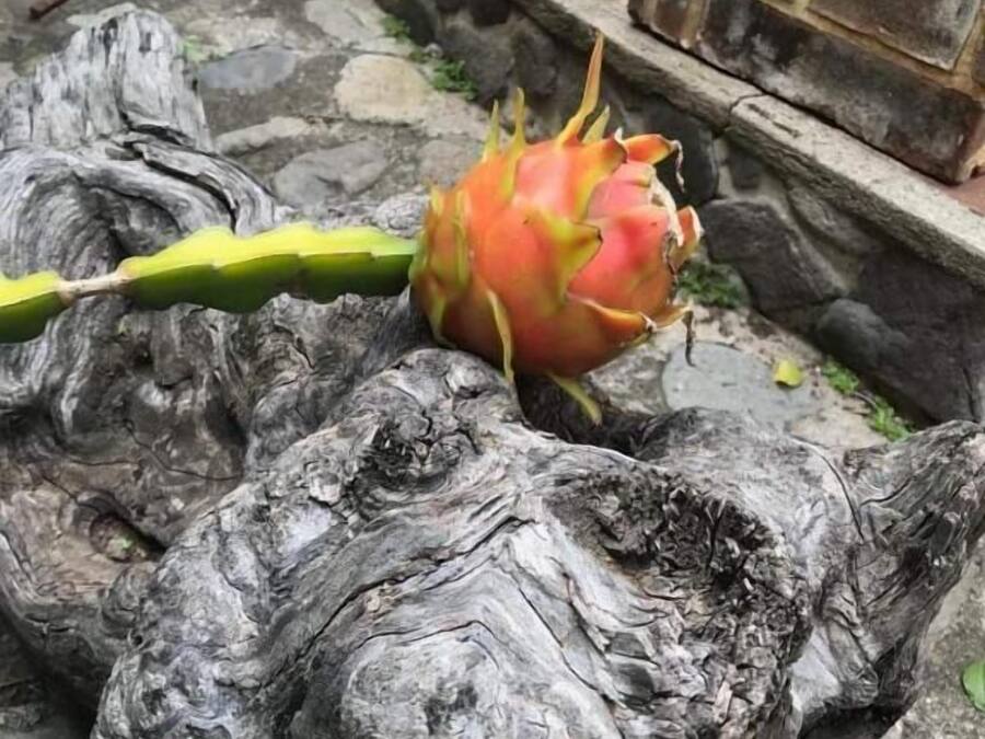 A dragon fruit on a stone surface with a rustic, textured background.