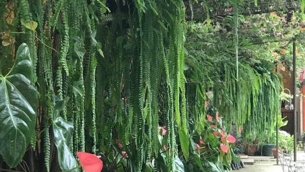A stone pathway flanked by lush green plants and hanging ferns. - Posada de Don Jose (Panajachel)