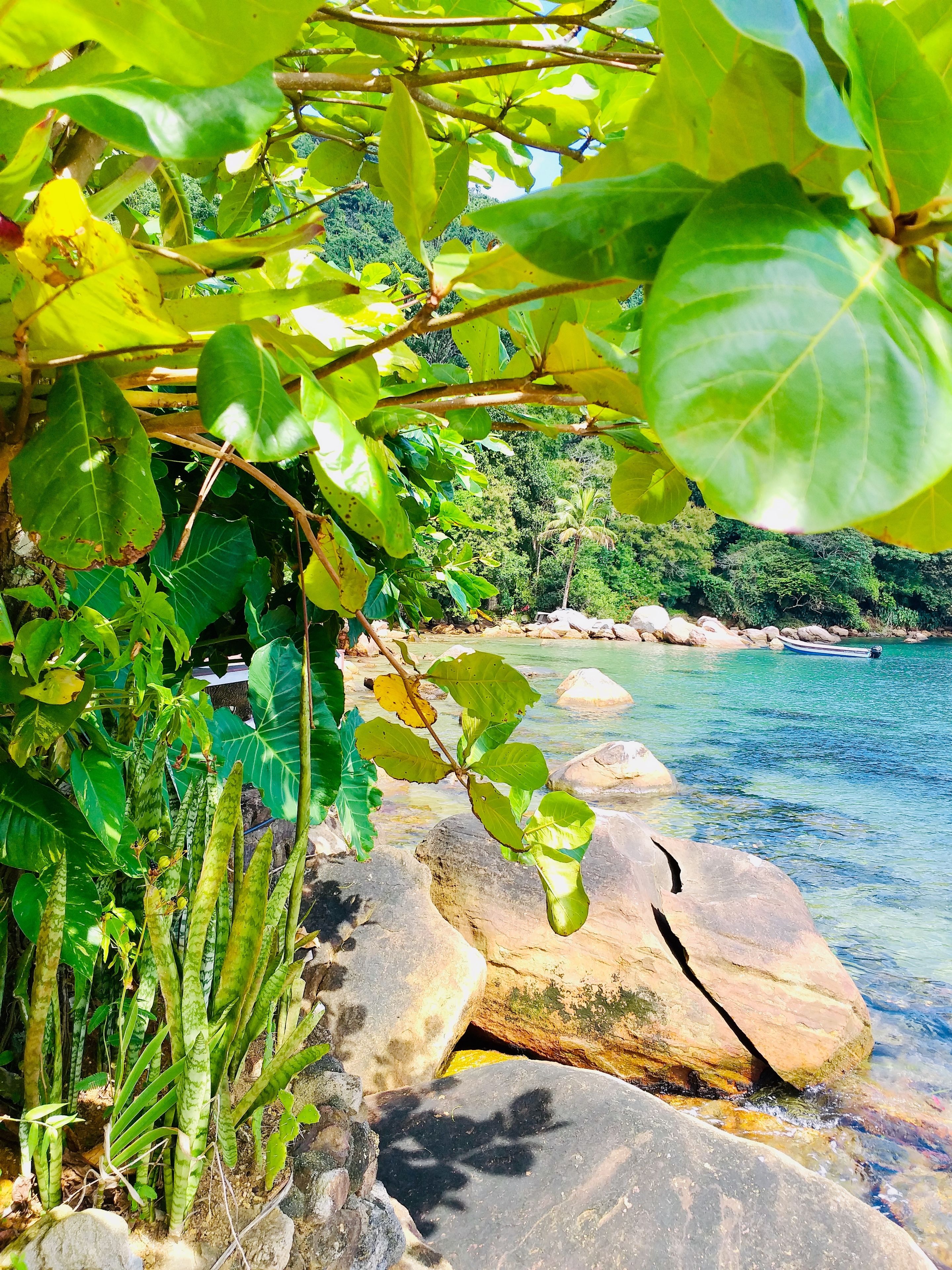 Una costa rocosa con aguas cristalinas y abundante vegetación.