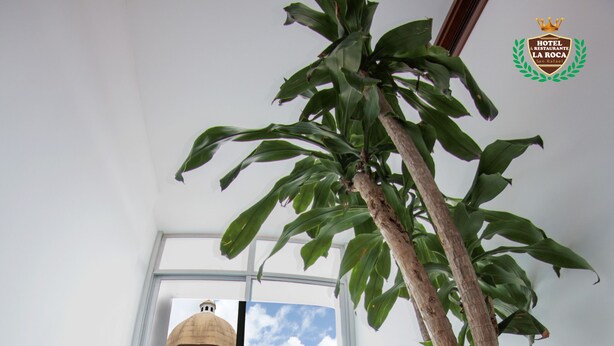 A potted plant in a large terracotta pot, a glass door leading to a building with a dome, and a clear view of the sky.