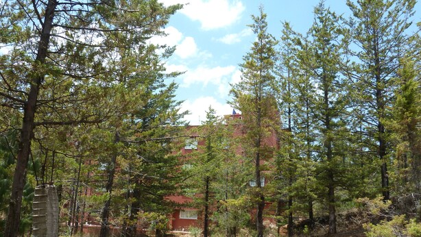 A forested area with a dirt path leading towards a red building with windows.