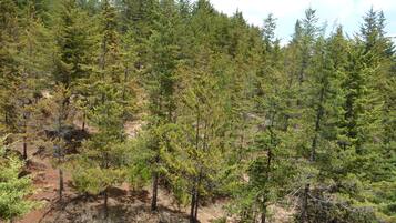 Un bosque frondoso con diversos árboles y un sendero de tierra.