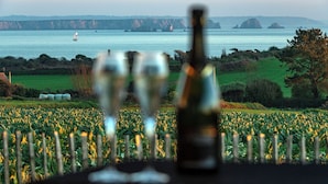 A vineyard with a table featuring two glasses and a bottle, overlooking a coastal landscape with hills and a body of water. -  Les Gîtes de Fabie : La Maison des gardiens de l'océan avec spa, face à l'océan (Plougonvelin)