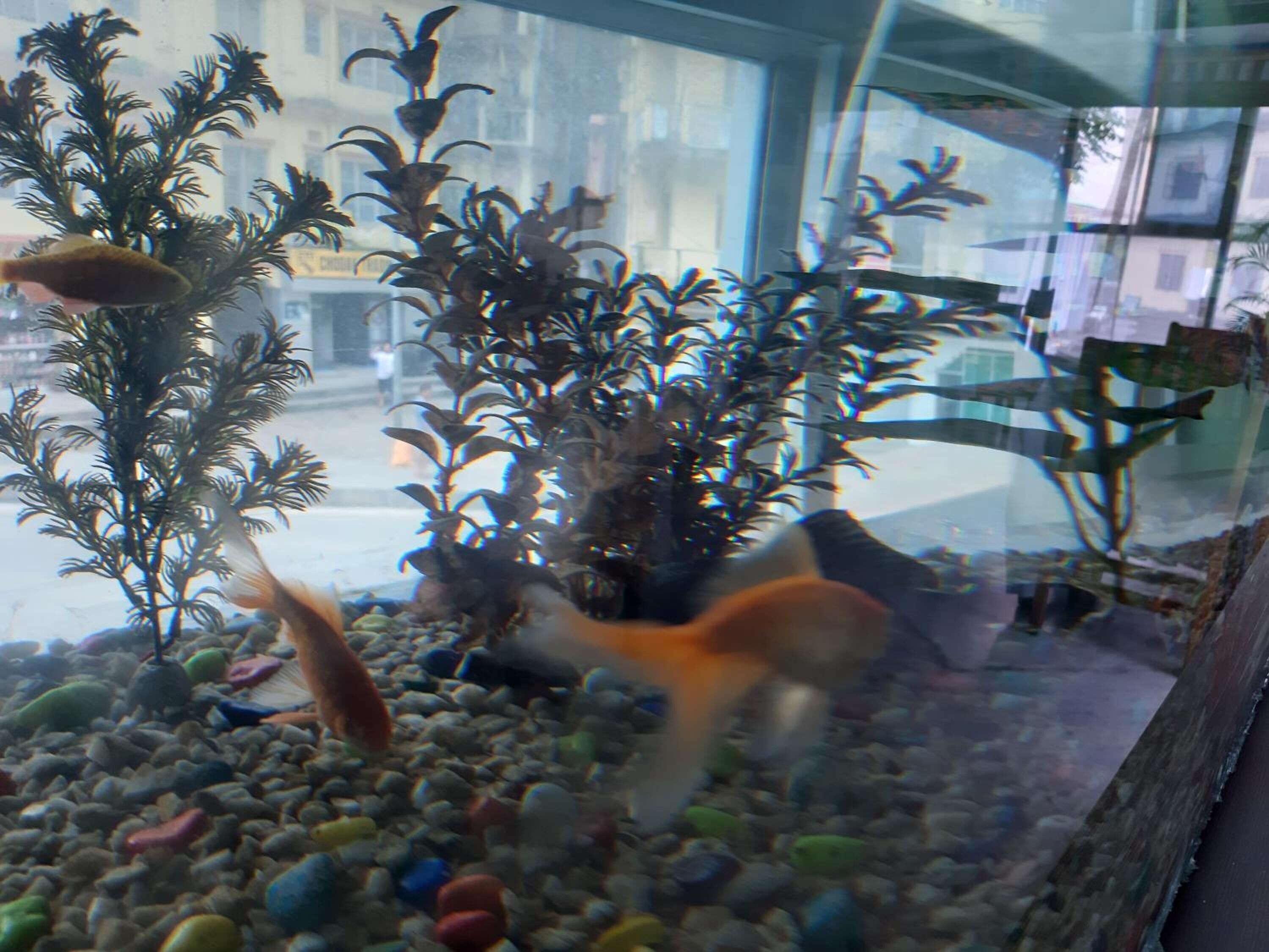 An aquarium with various fish and aquatic plants.
