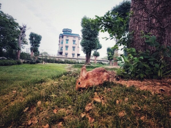 A grassy area with a large tree trunk and a building in the background. - S·dor Hotel Hangzhou Xiaoshan Airport (Hangzhou)