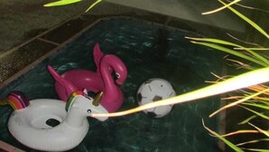 Una piscina interior pequeña con dos cisnes inflables y un balón de fútbol.
