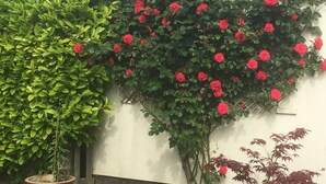 A wall covered with red roses and green foliage. - 3 Bedroom historic house in Norfolk (Thetford)