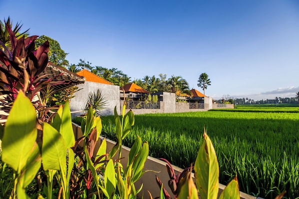 A traditional building with a tiled roof, surrounded by lush green fields and tropical plants.