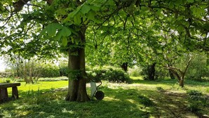 A park with a large tree, a bench, and a swing. - Spacious holiday apartment in a thatched country house - including underfloor heating (Sydals)