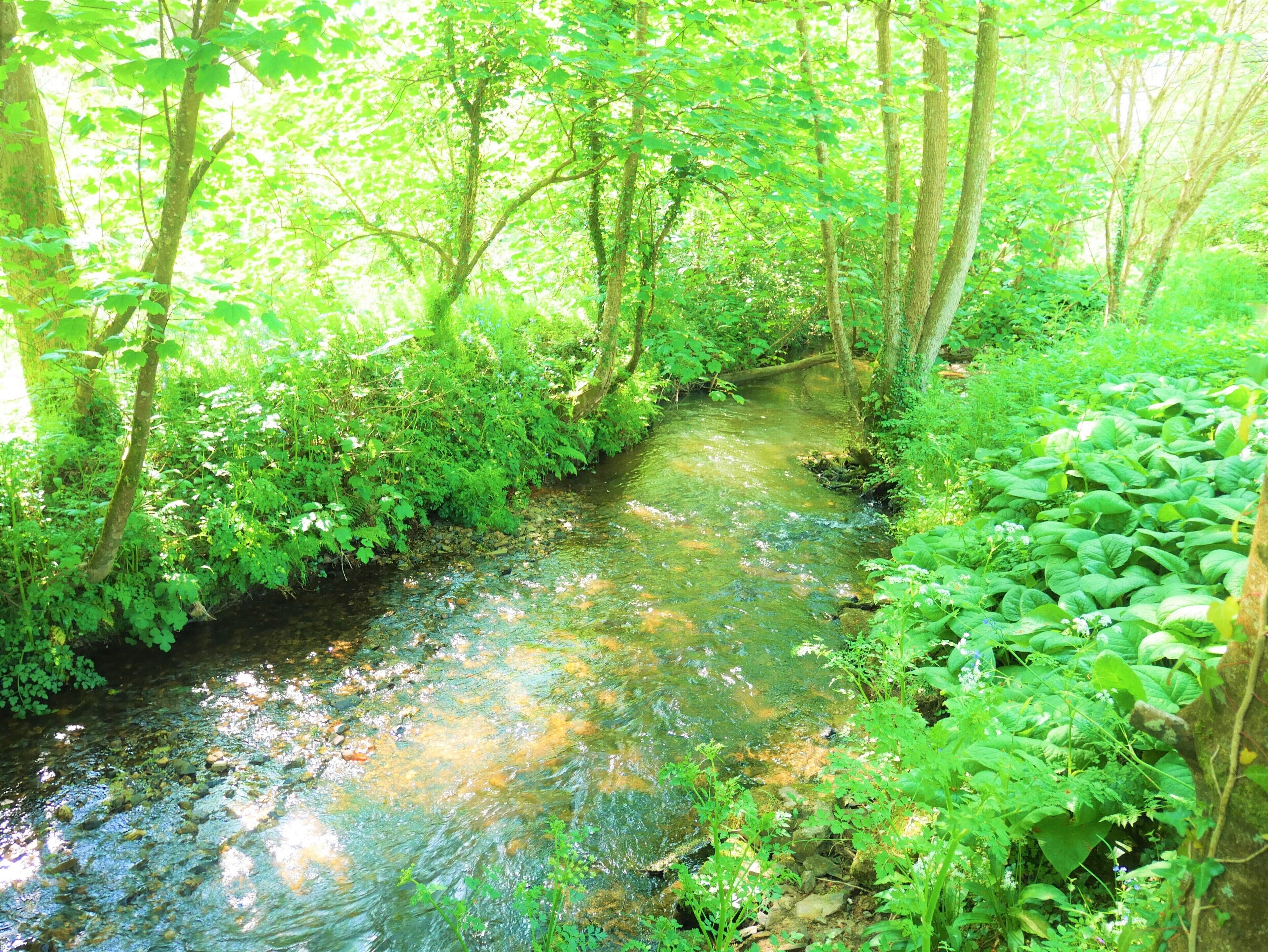 A narrow stream flowing through a densely wooded area with lush green foliage.