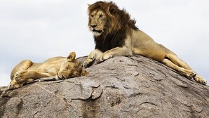 Game viewing - Nyikani Camp- Central Serengeti (Serengeti)