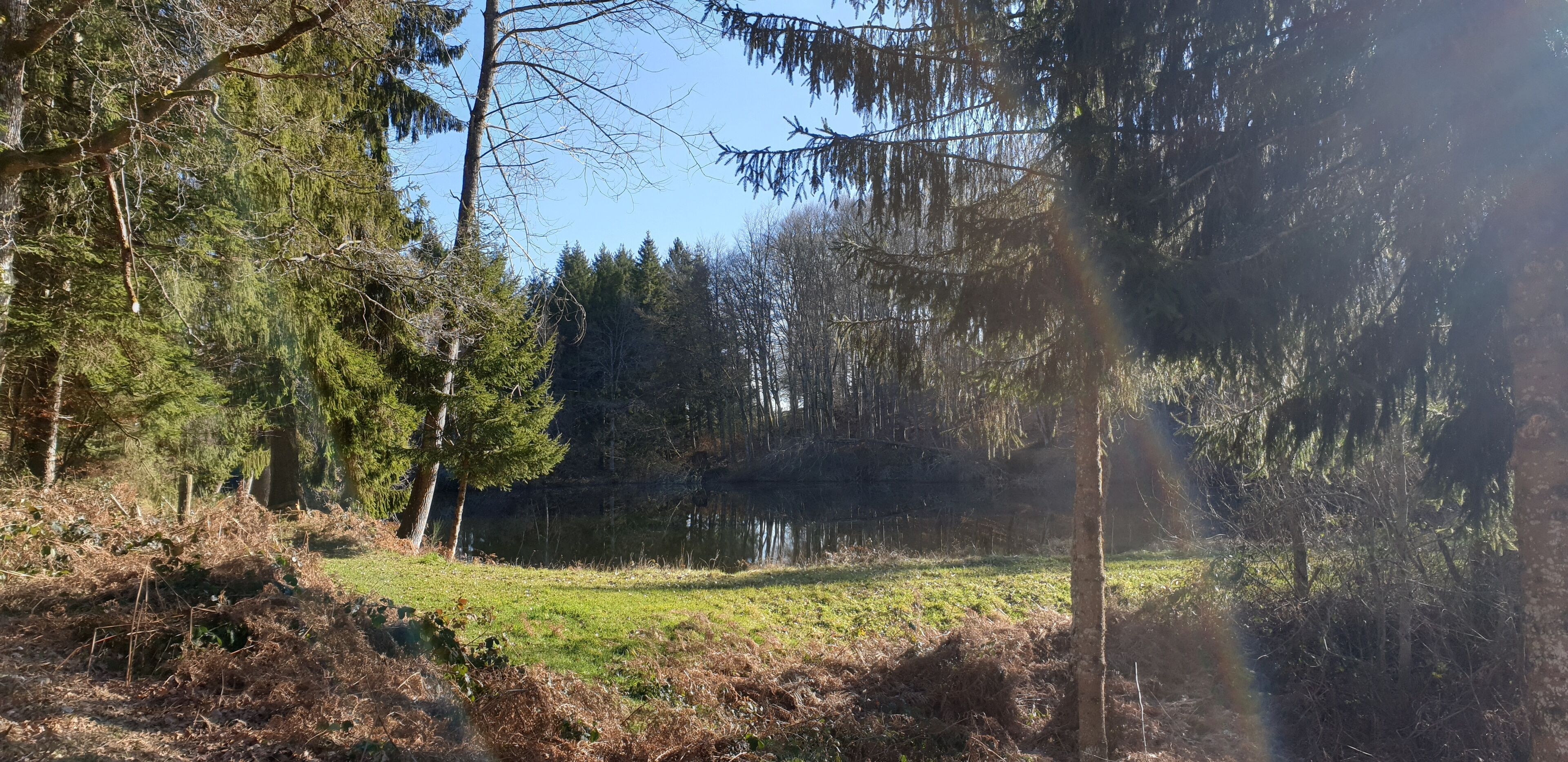 A natural landscape with a pond surrounded by trees and grassy areas.