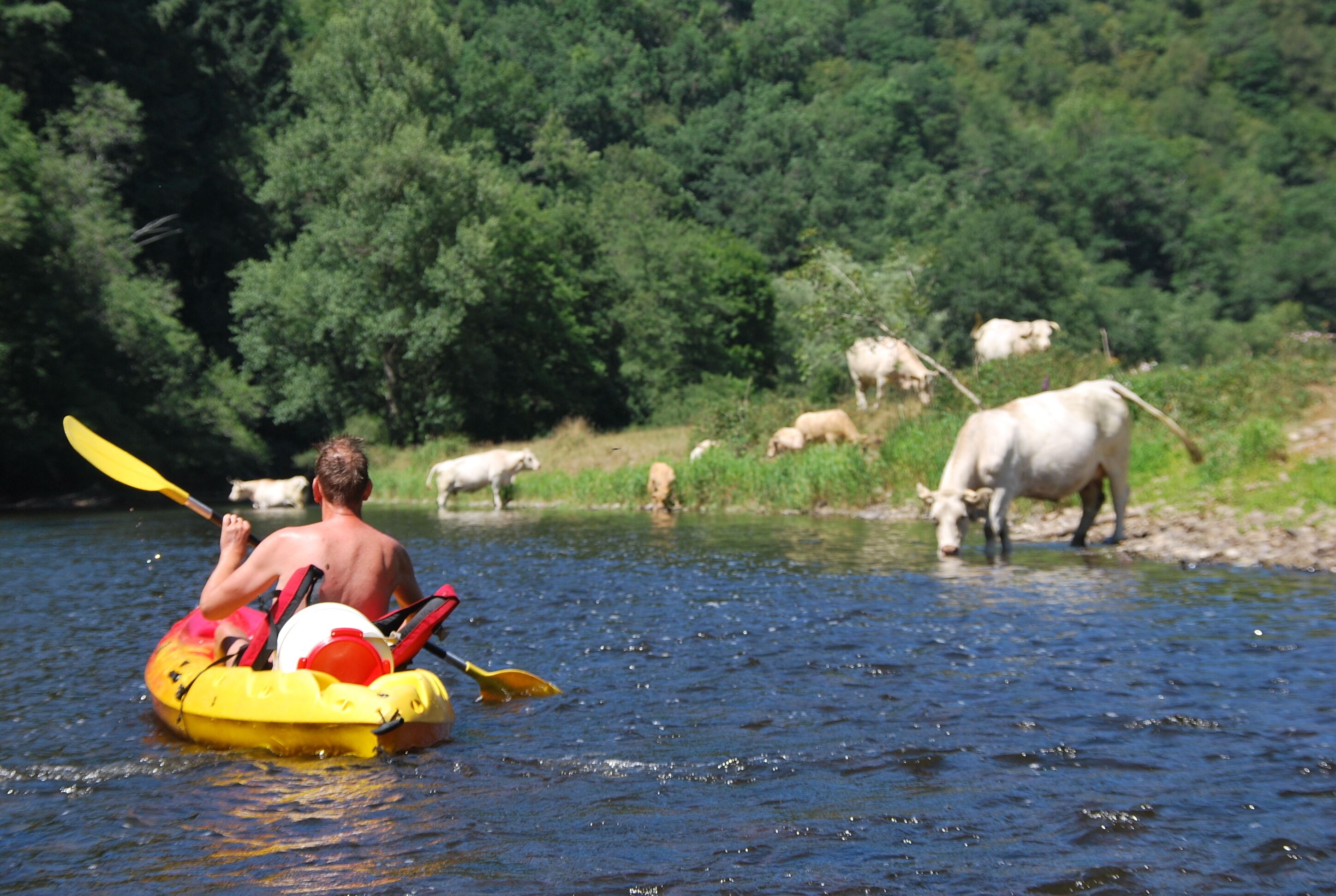 Un hombre practica kayak en un río rodeado de vegetación y fauna.