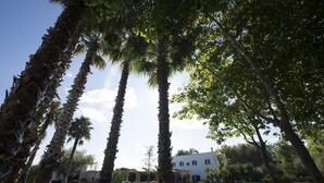 A courtyard with palm trees and a white building with multiple windows. - Parco degli Aranci (Cutrofiano)