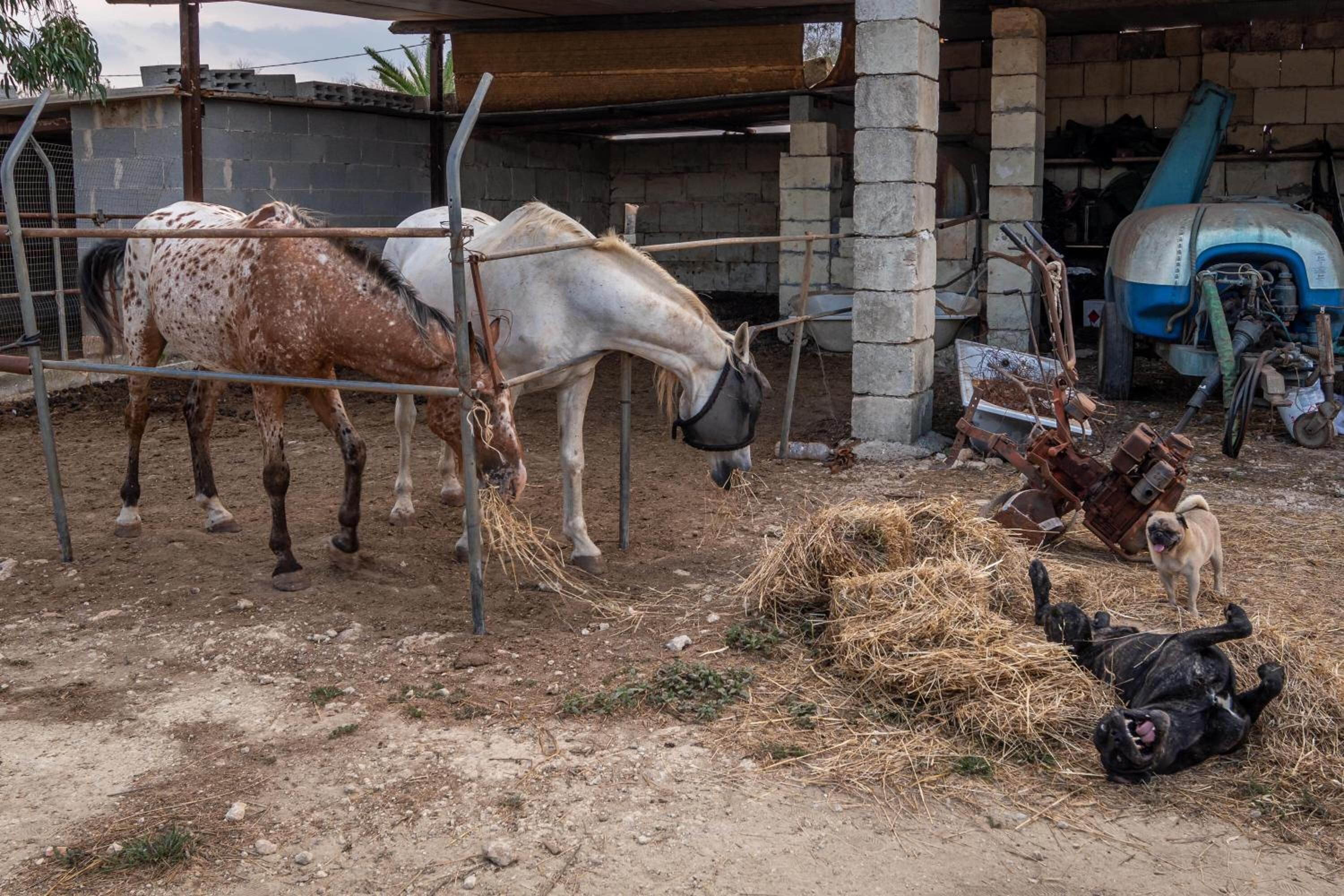 Un establo con dos caballos y un perro.