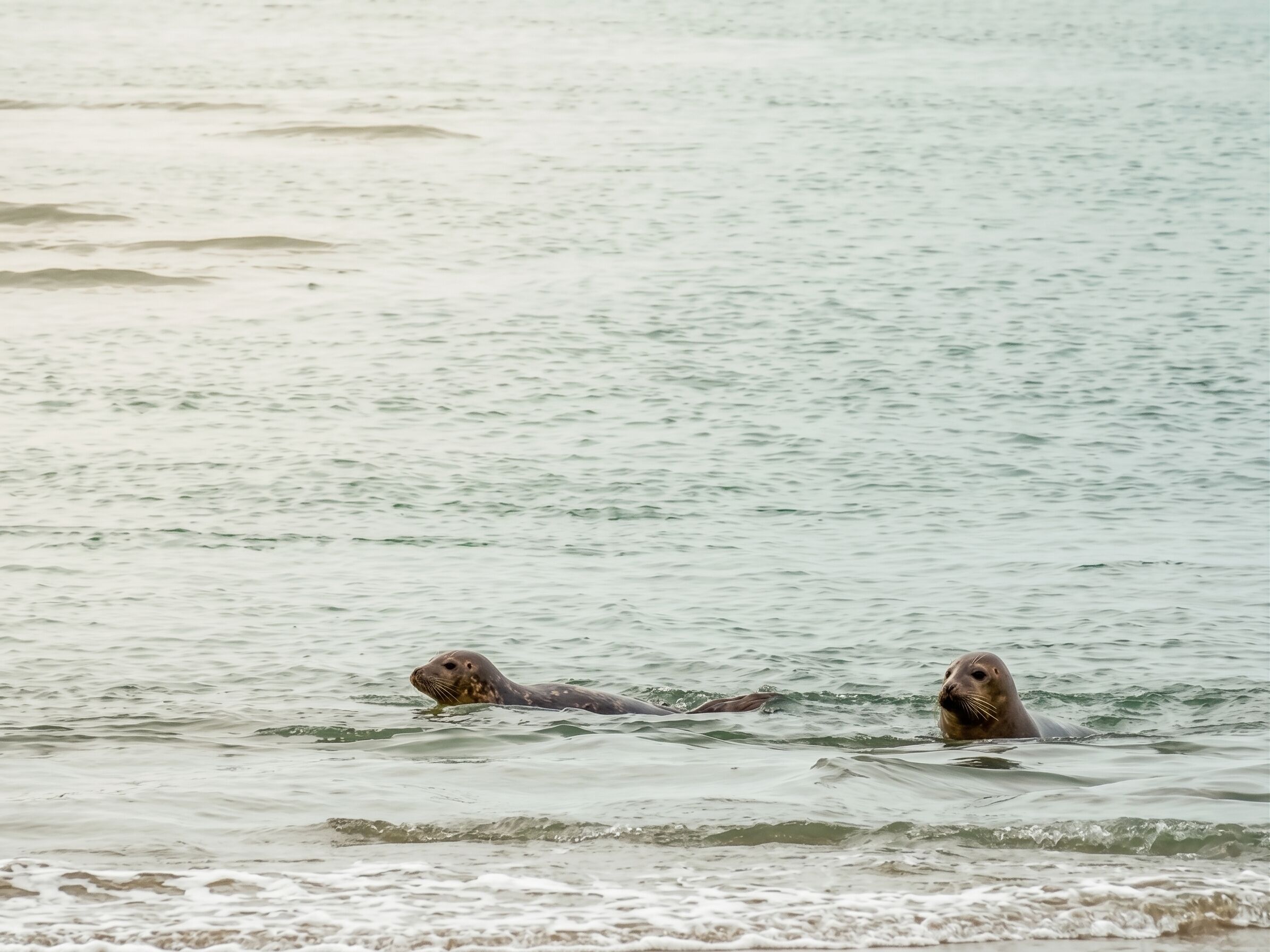 Twee zeehonden zwemmen in rustig water.