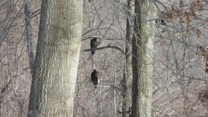 Un bosque con árboles altos y aves posadas en las ramas.