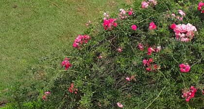Angel's cottage 2bhk for a family stay