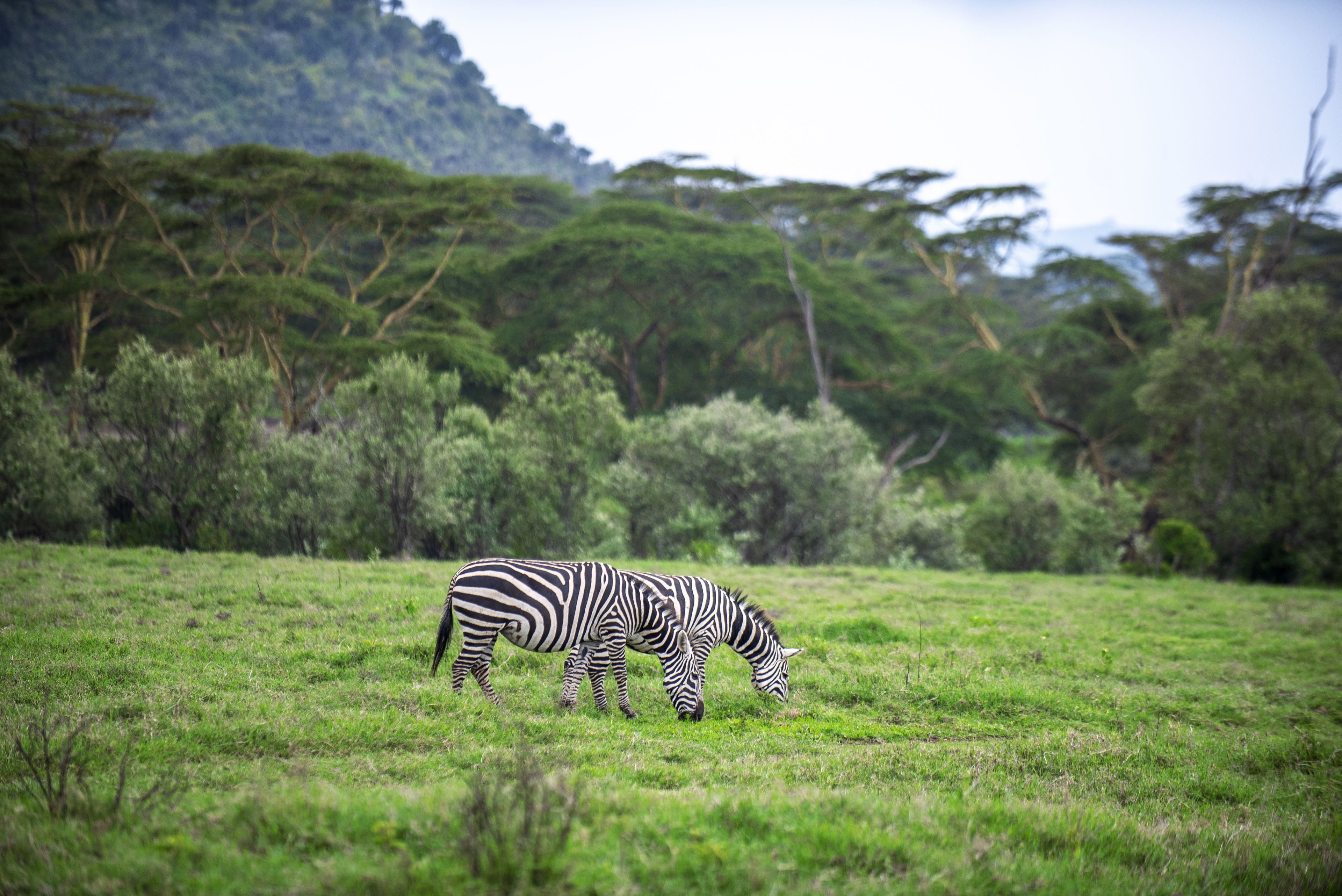 A zebra grazing in a grassy field with trees in the background.