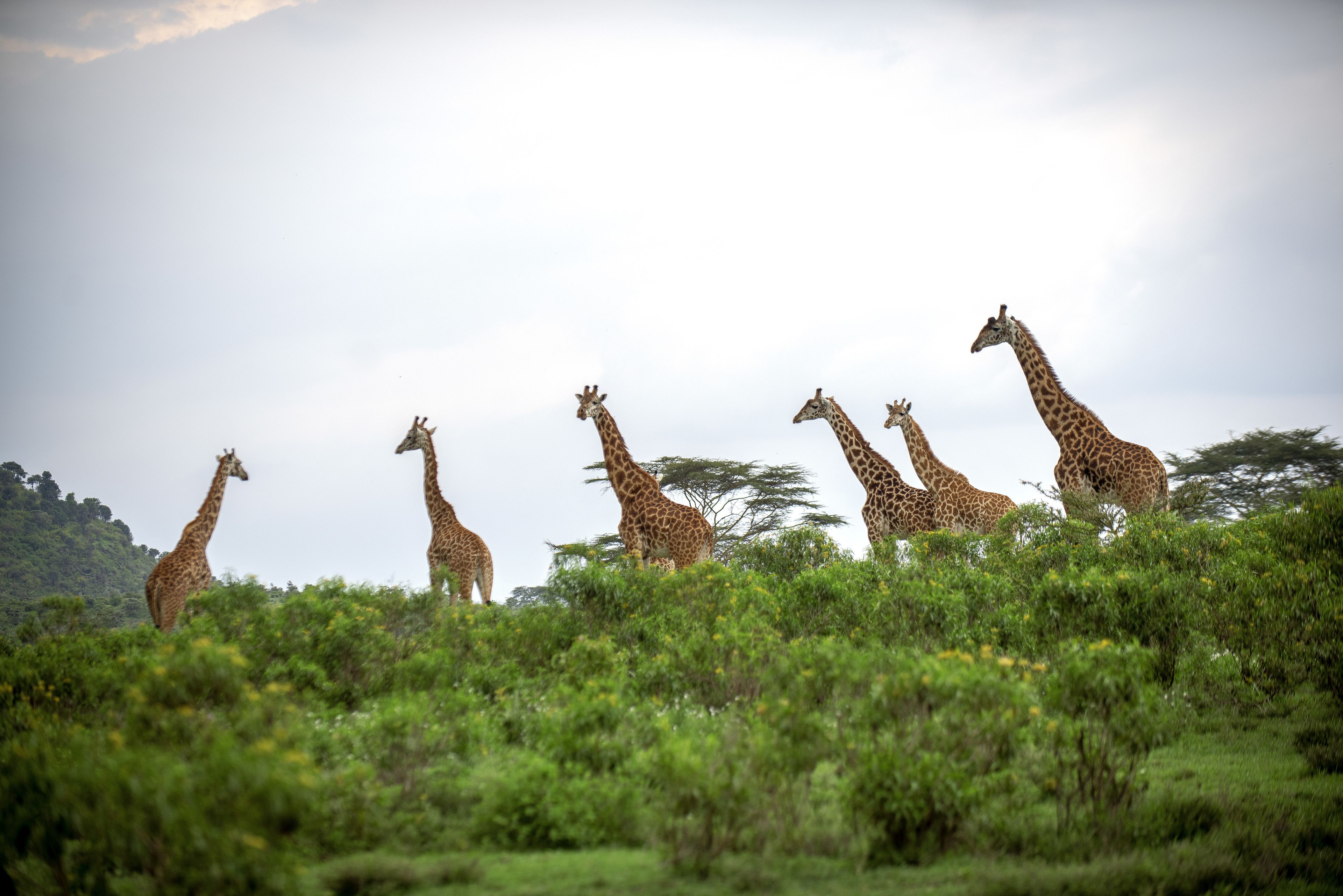 A group of giraffes in a natural setting with dense vegetation and a hilly background.