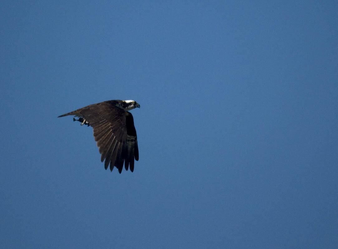 Ein Adler im Flug vor strahlend blauem Himmel.