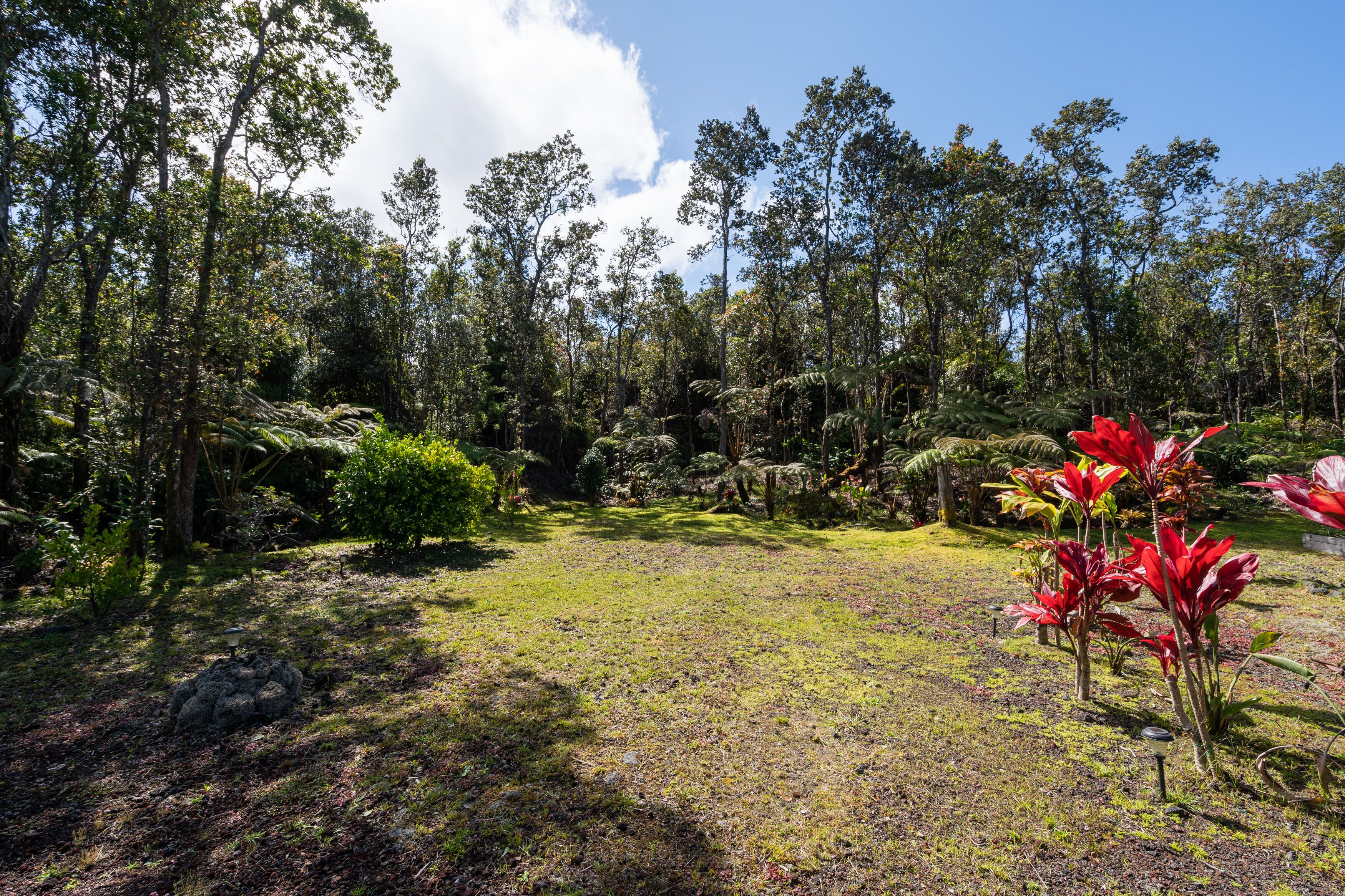 Un área boscosa con un claro cubierto de hierba, árboles y algunas plantas con flores rojas.
