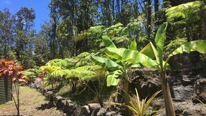 Ein Garten mit verschiedenen Pflanzen, darunter Bananenstauden und Farne, umgeben von Steinen und Bäumen.