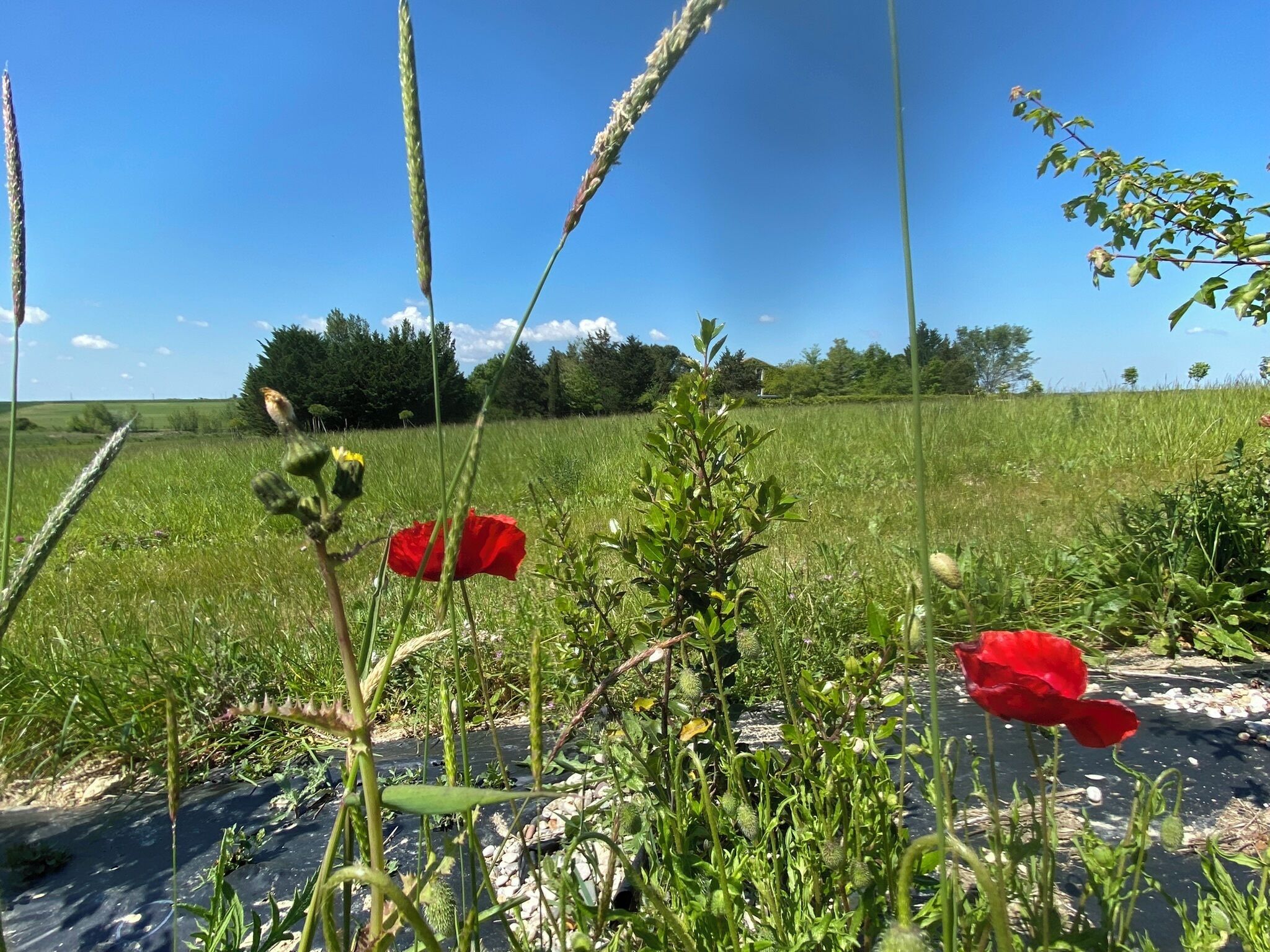 A field with red poppies and green vegetation under a clear blue sky.