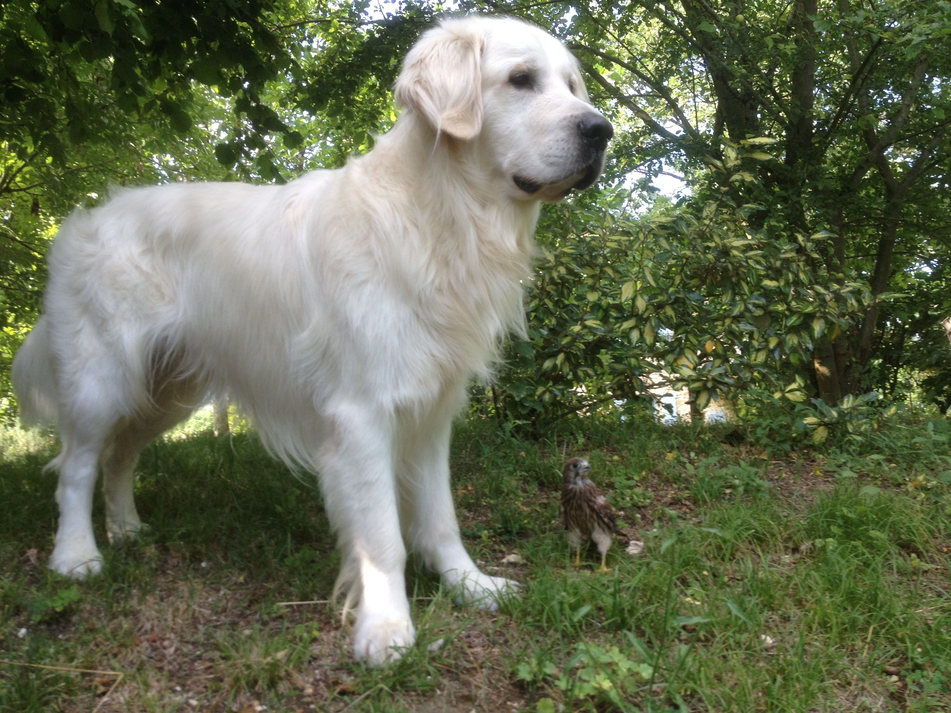 Un perro blanco grande de pie en un área cubierta de césped, con árboles al fondo.