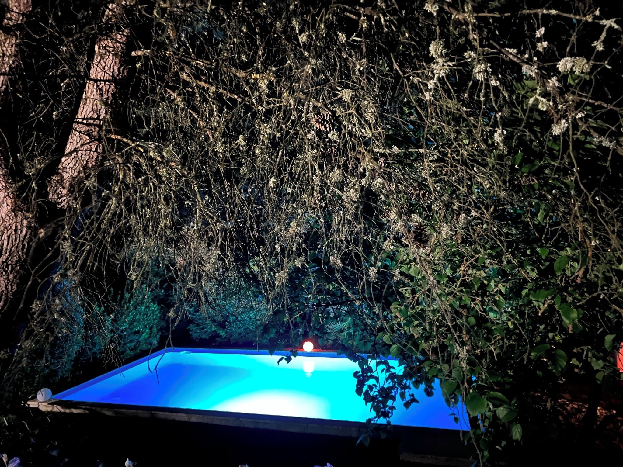 A swimming pool surrounded by dense foliage.