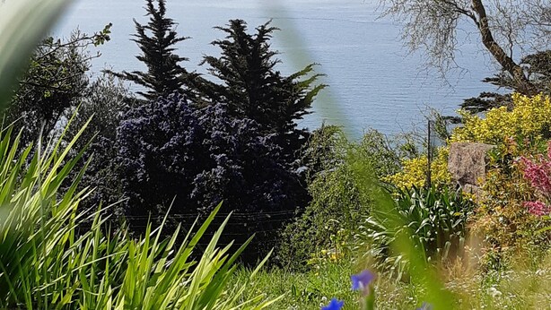 A garden with a variety of plants and flowers, a large tree, and a view of a body of water. - Holiday house facing the sea (Trébeurden)