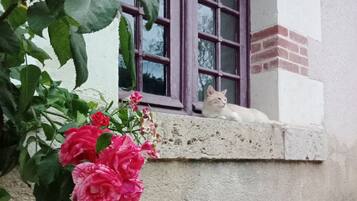 Ramah hewan peliharaan