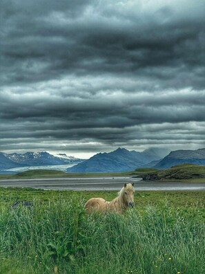 A horse in a grassy field with mountains in the background and a cloudy sky. - Guesthouse Hafnarnes (Höfn)