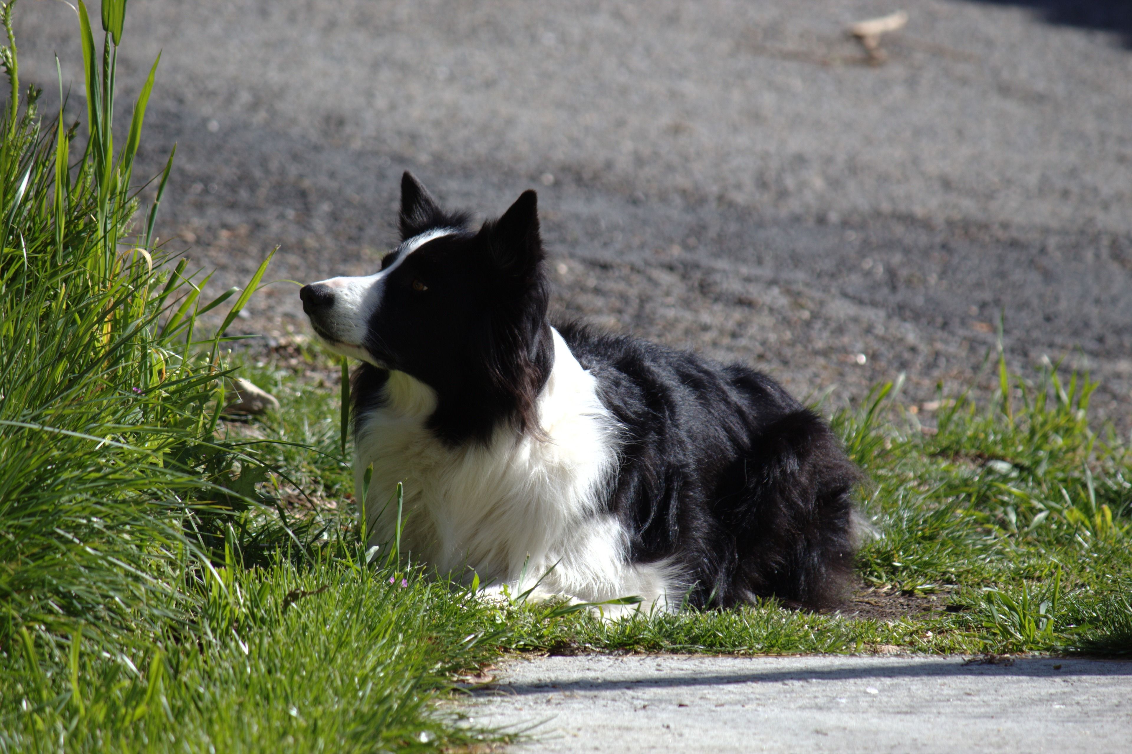 A black and white dog lying on grass beside a paved path.