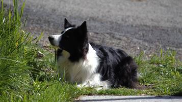 A black and white dog lying on grass beside a paved path.