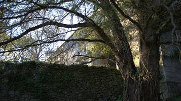 Un muro de piedra con un árbol en primer plano.