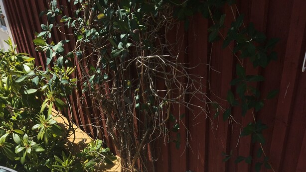 Una silla de mimbre y una mesa en una terraza de madera con una cerca roja y follaje verde al fondo.