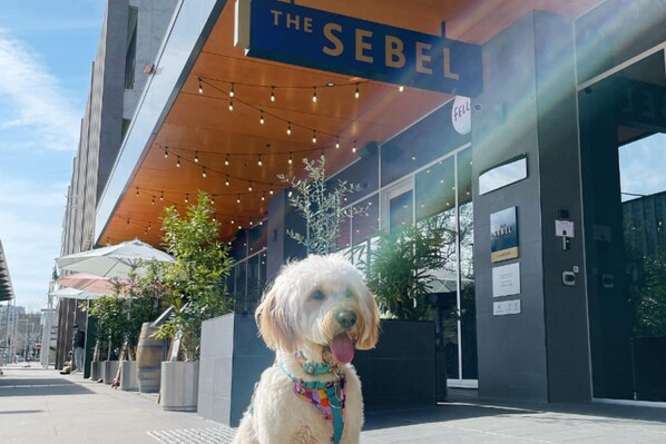 Pet-friendly - The Sebel Canberra Civic (Canberra)