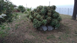 Un jardín con diversas plantas y una estructura de piedra.
