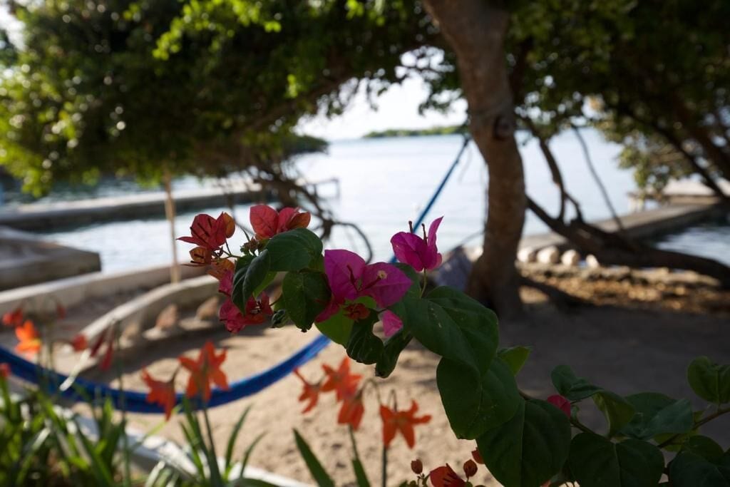 Foto - Isla Tijereto